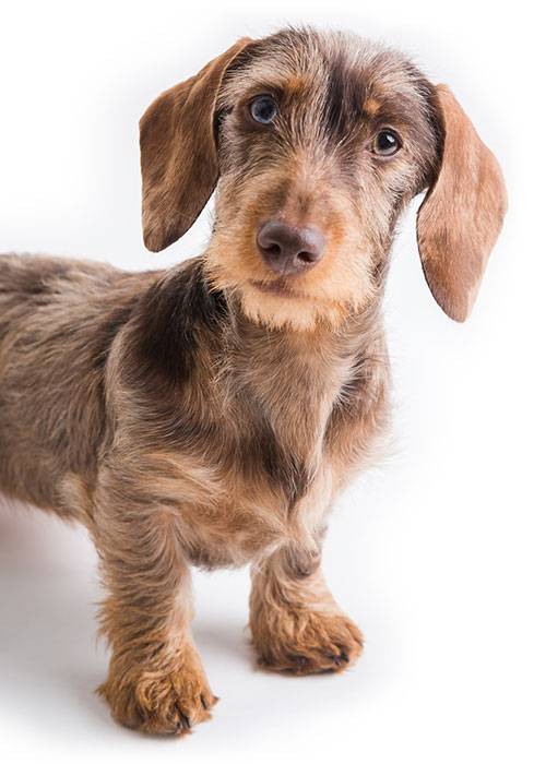 Dottie a pin-wire Miniature Dachshund puppy