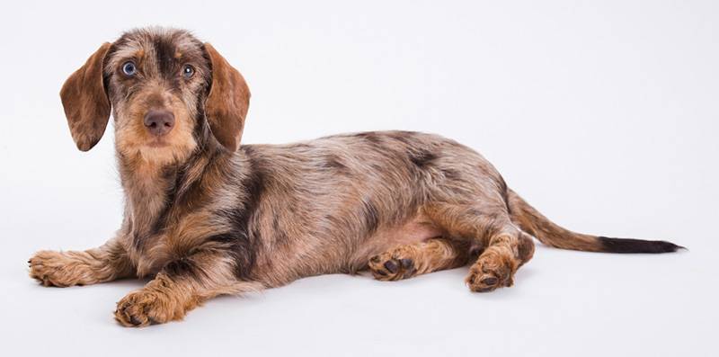 Dottie the pin-wire Miniature Dachshund puppy