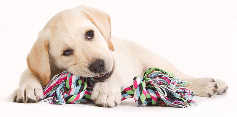 Labrador puppy with a rope toy