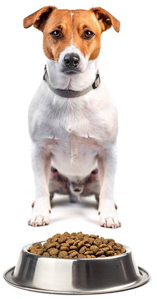 Jack Russell dog with a bowl of dog food