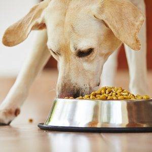 Dog and Puppy Food