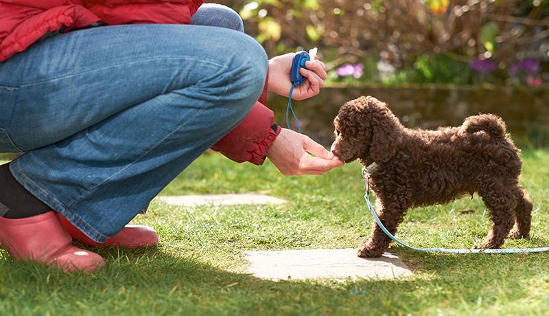 Person crouching down with a puppy